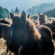 Stadnina Koni Huculskich „Gładyszów”