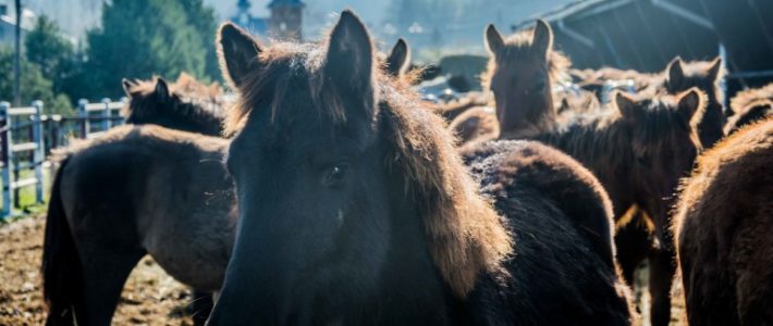 Stadnina Koni Huculskich „Gładyszów”
